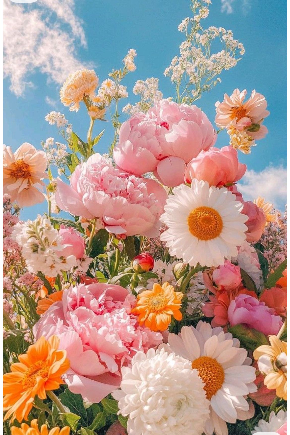 Flores rosas bajo un cielo azul
